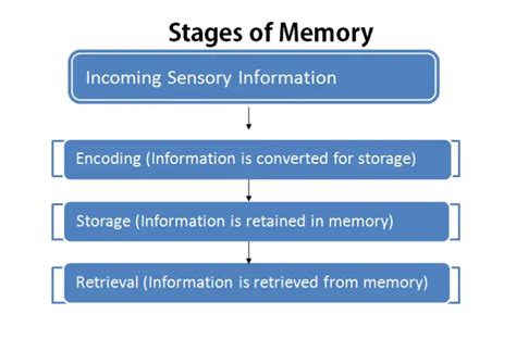 What is the process of memory?