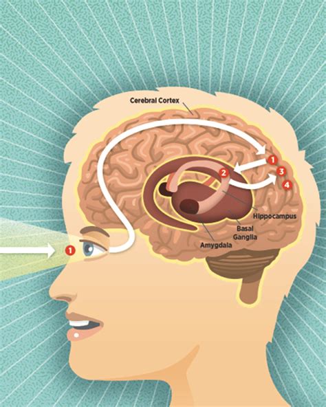 What is the process of memory in the brain?