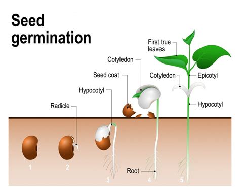 What is the process of seeding called?