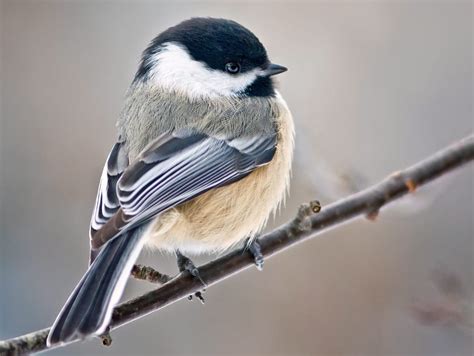 What is the provincial bird of Canada?