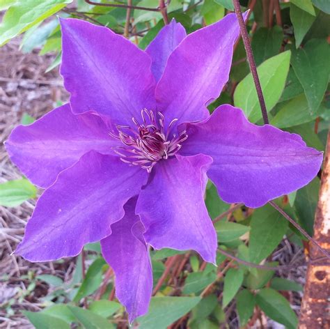 What is the purple flower with seven petals?