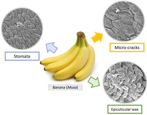 What is the purpose of banana skin?