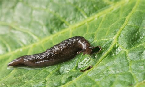 What is the purpose of slugs?