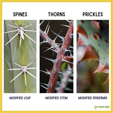 What is the purpose of thorns?