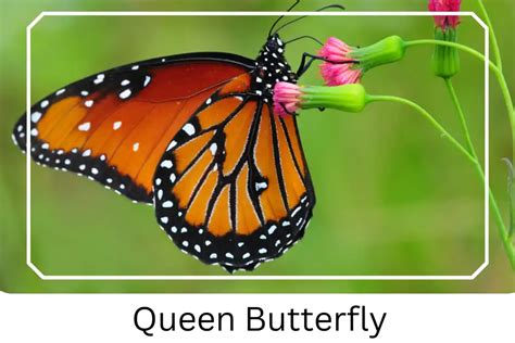 What is the queen butterfly called?