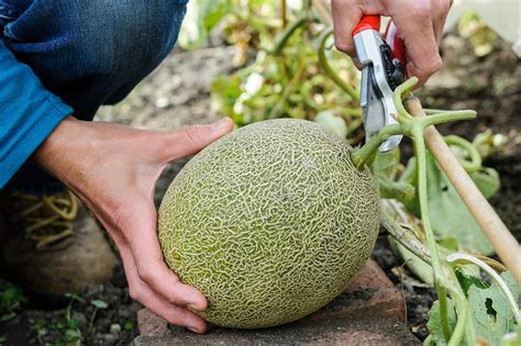 What is the quickest melon to grow?