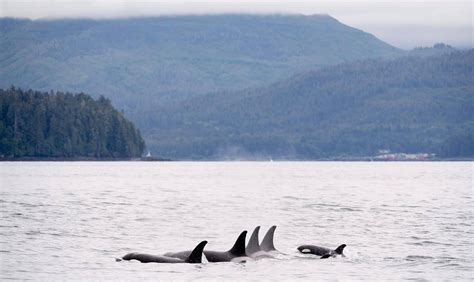 What is the quietest ocean in the world?