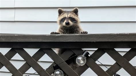 What is the raccoon capital of Canada?