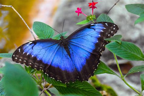 What is the rare blue butterfly?