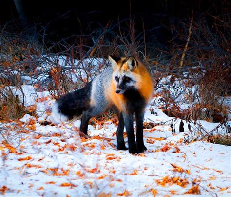 What is the rarest animal in Canada?