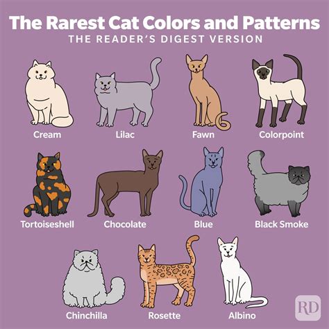 What is the rarest color for a cat?