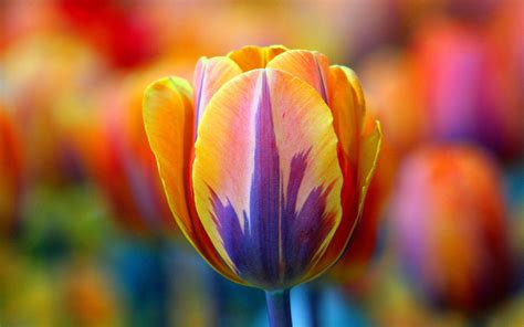 What is the rarest color of tulip?