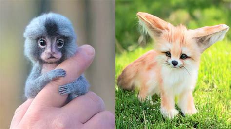 What is the rarest cutest animal?