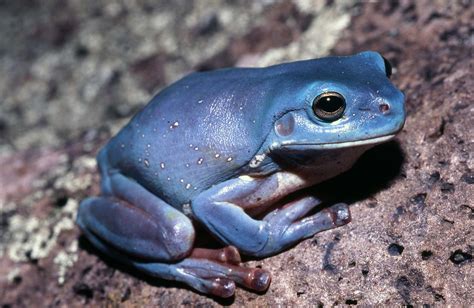 What is the rarest frog in Australia?
