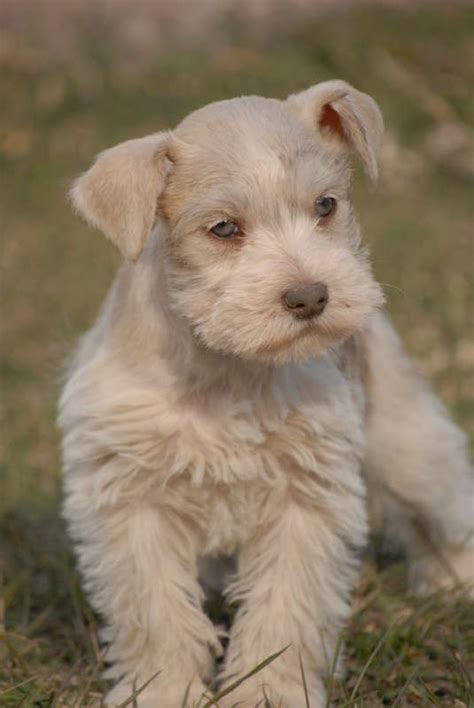 What is the rarest schnauzer color?