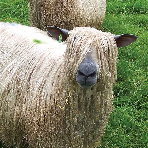What is the rarest sheep color?