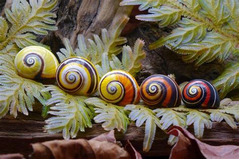 What is the rarest snail color?