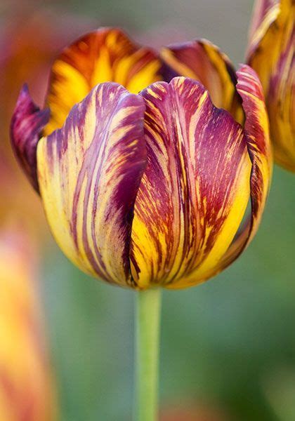 What is the rarest tulip?