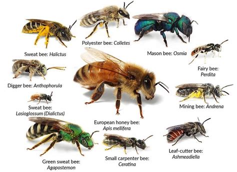 What is the rarest type of bee?