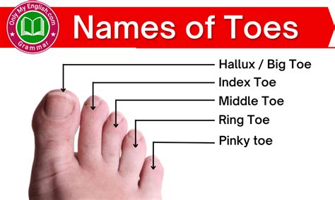 What is the real word for toes?