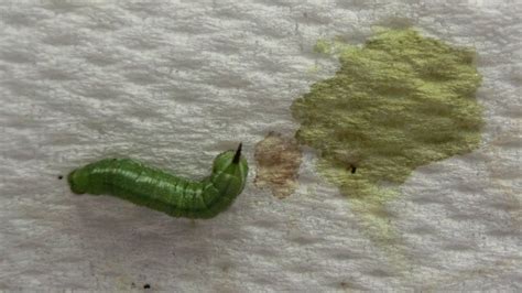 What is the red liquid coming out of the caterpillar?