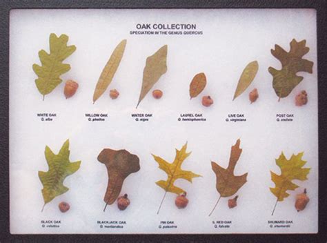 What is the relationship between oak and acorn?