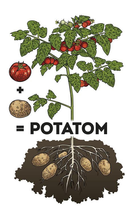 What is the relationship between tomatoes and potatoes?