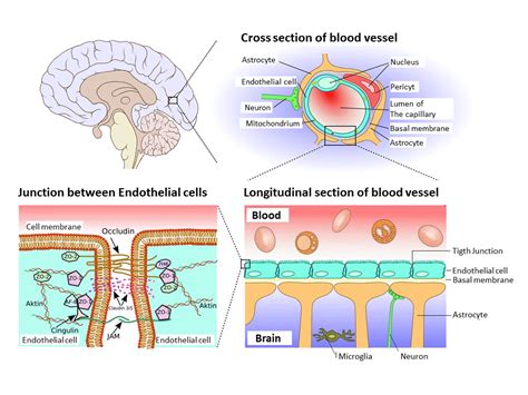 What is the role of the BBB?