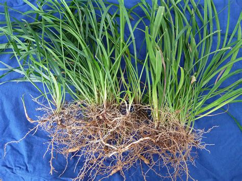 What is the root system of liriope?