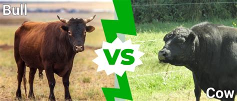 What is the rule for bulls and cows?