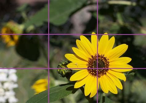 What is the rule of thirds in floral design?