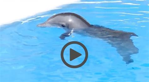 What is the sad truth about dolphins?