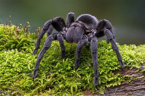 What is the safest tarantula in the world?