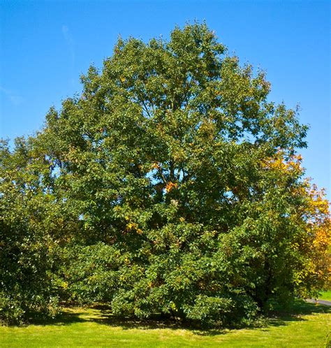 What is the scientific name for black oak?