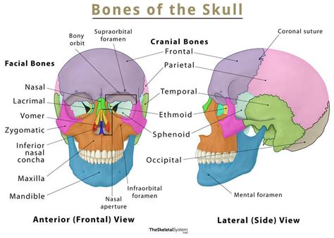 What is the scientific name of skull?
