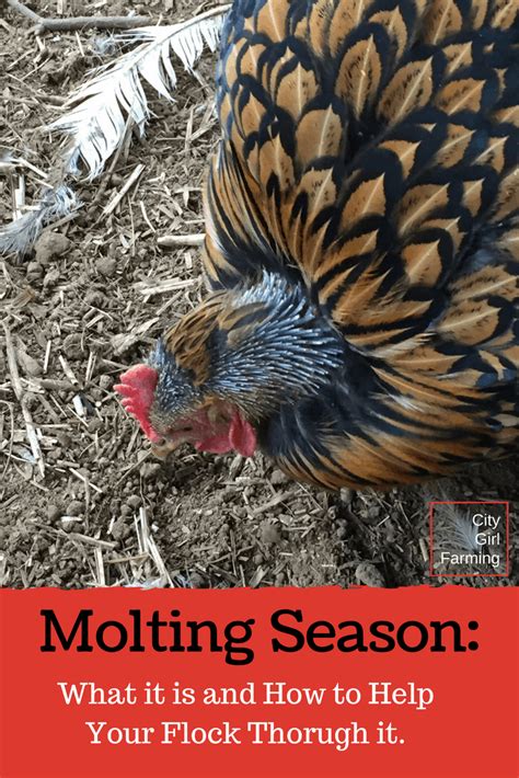 What is the season of molting?