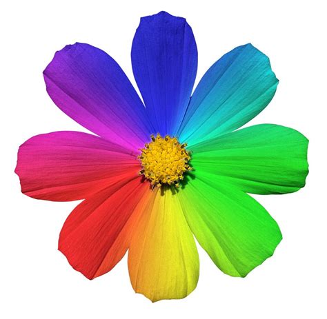 What is the seven colored flower?