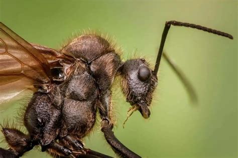 What is the shortest living fly?