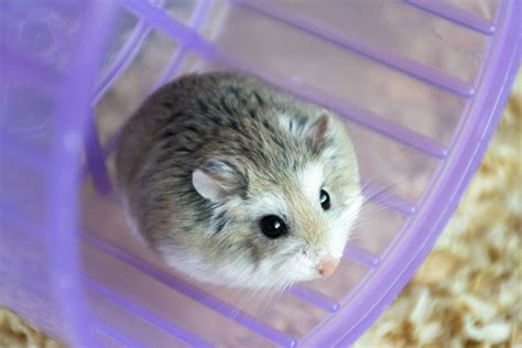 What is the shortest living hamster?