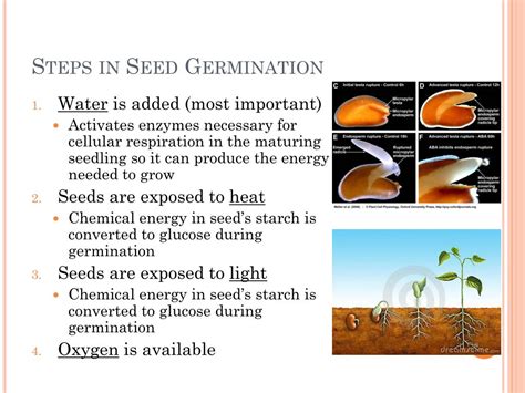 What is the significance of seed germination bioassay?