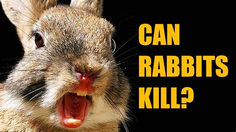 What is the silent killer in rabbits?