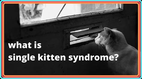 What is the single kitten syndrome?