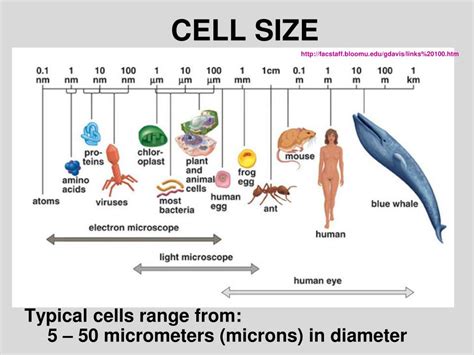 What is the size of a cell?