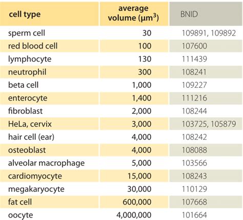 What is the size of a human cell?