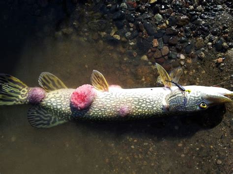 What is the skin disease on a pike?