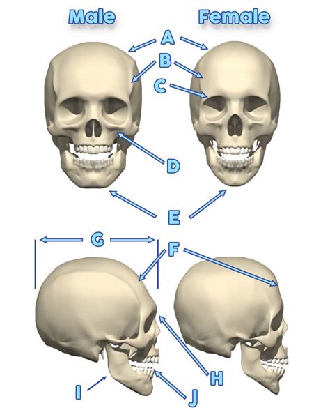 What is the skull theory for boy vs girl?