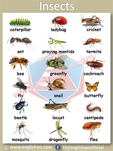 What is the slang word for insects?