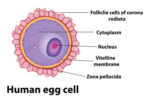 What is the smallest cell in female?