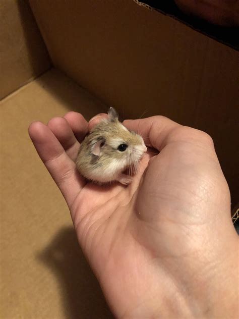What is the smallest hamster?