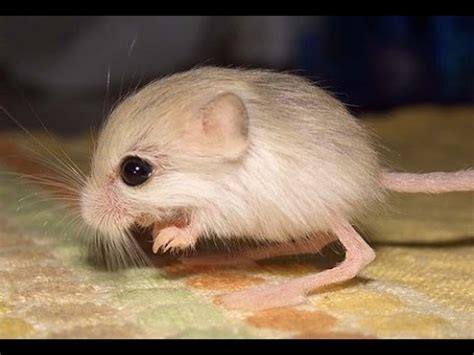 What is the smallest mouse in the world?